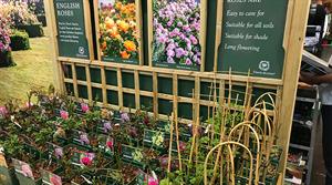 David Austin rose display
